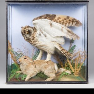 taxidermy long eared owl